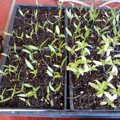 A flat of tiny tomato and pepper seedlings