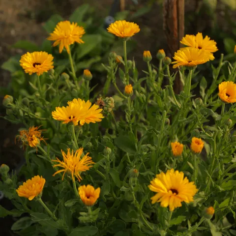 calendula