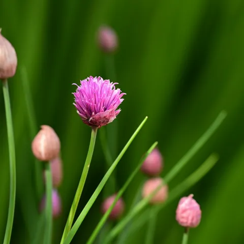 chives