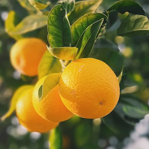 citrus tree