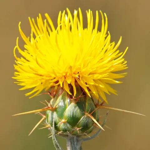 Yellow Star Thistle
