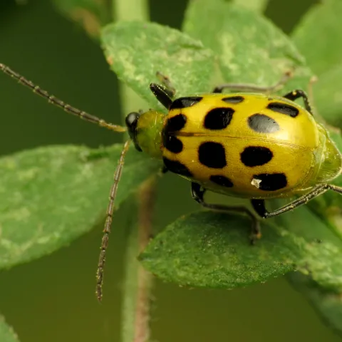 Cucumber beetle