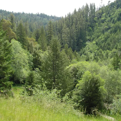 Picture of a mixed conifer forest