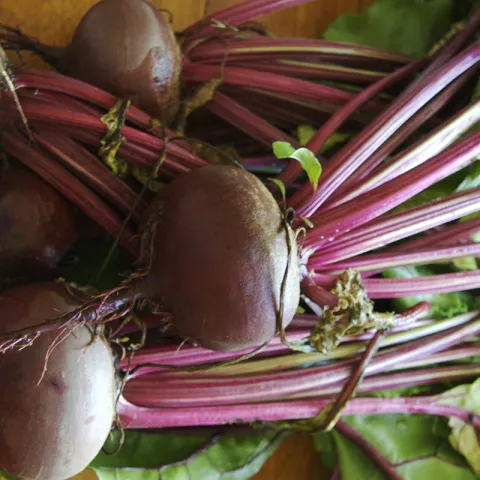 Beetroot photo Brianna Walther