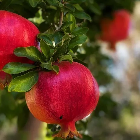 pomegranate