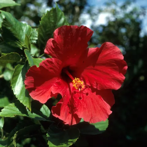 Red hibiscus flower
