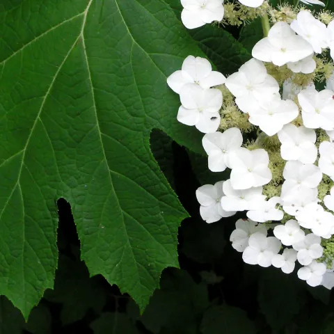 hydrangea quercifolia