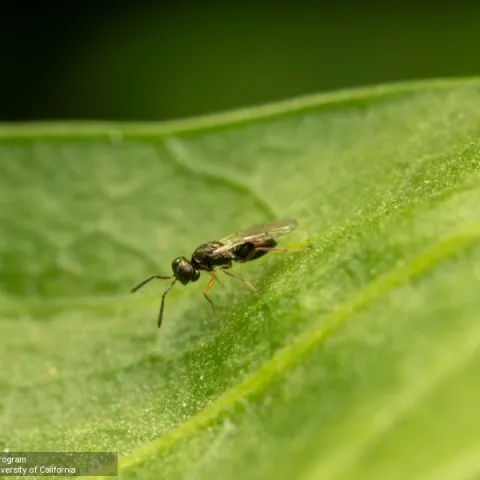 Tiny wasp on celery leaf
