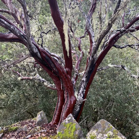 Picture of manzanita.