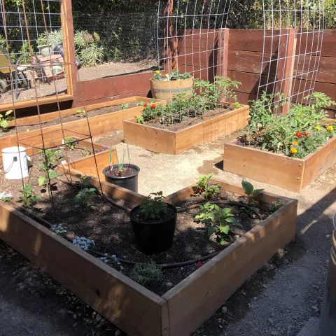 recently planted vegetable garden