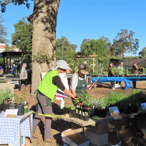 Locals shop for plants at the UC Master Gardeners of Butte County bi-annual plant sale.