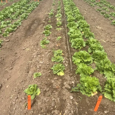 Lettuce field with fusarium resistance trial