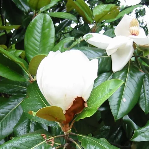 Magnolia 