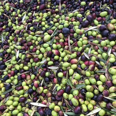 Olives in a bin