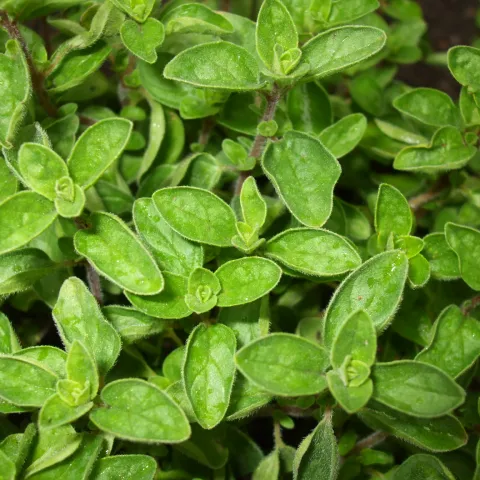 oregano