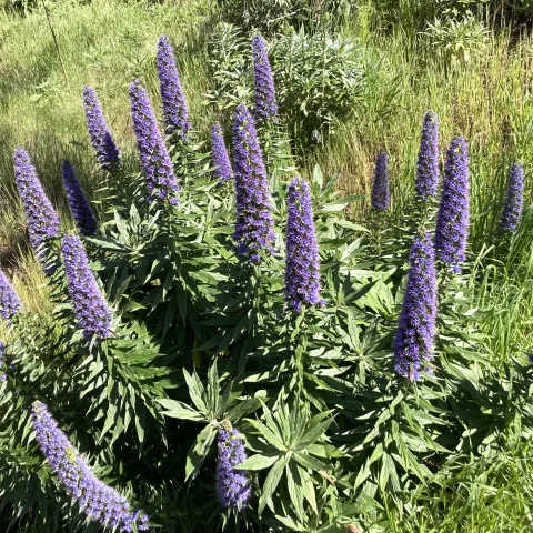 Pride of Madeira plant