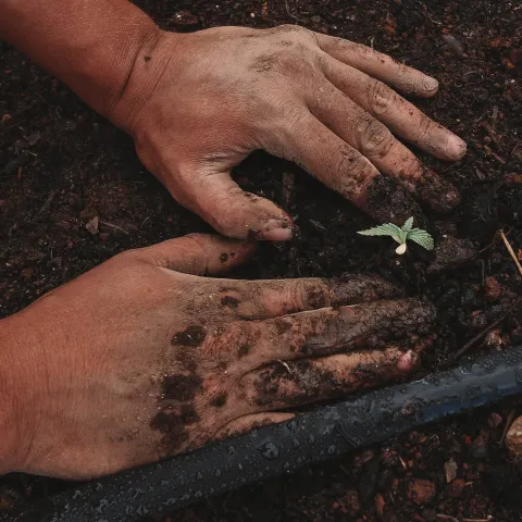 Hands in Soil