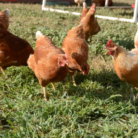 Brown chickens peck at bugs in the grass at UC Davis School of Veterinary Medicine.