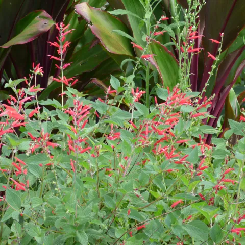 Salvia elegans