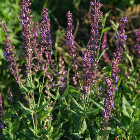salvia nemorosa