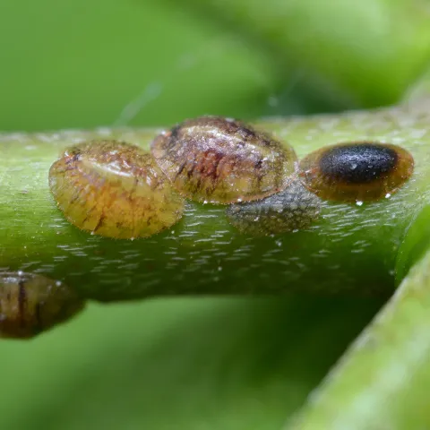 Scale insects