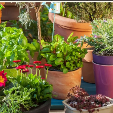 Small space container gardening