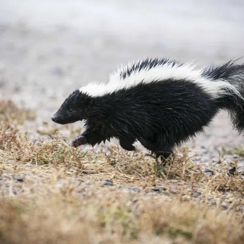 skunk