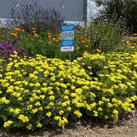 Low mounds of plants with bright yellow flowers