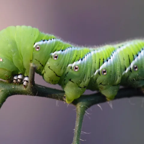 hornworm