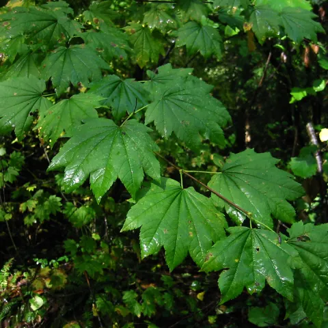 Vine maple