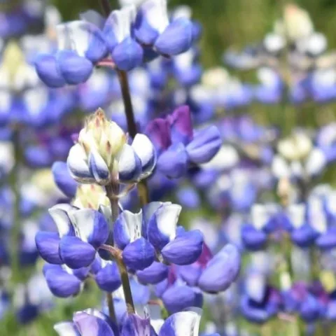 Wildflowers of Sonoma County Backroads