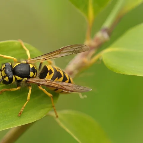 yellowjacket