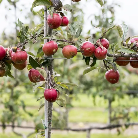 espaliered apples