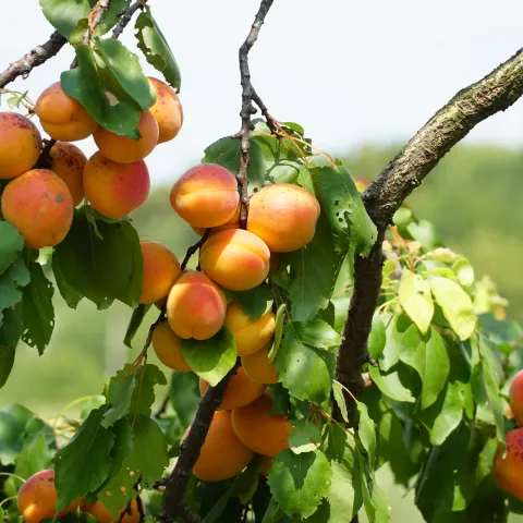 apricots