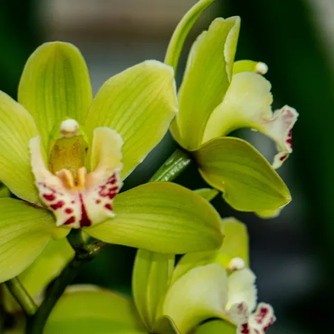 cymbidiums