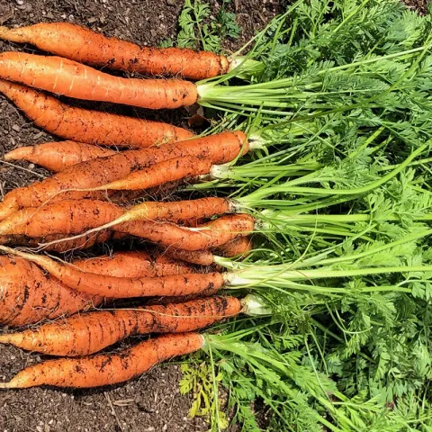 Carrots photo Jean Christofferson