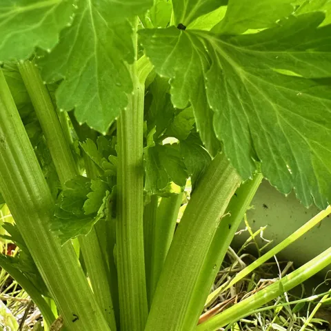 celery photo Jean Christofferson
