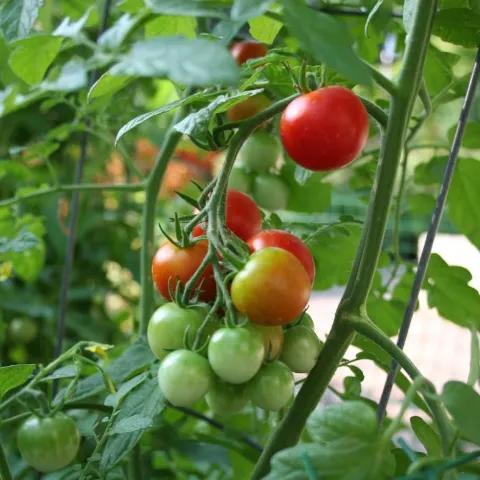 Cherry tomatoes