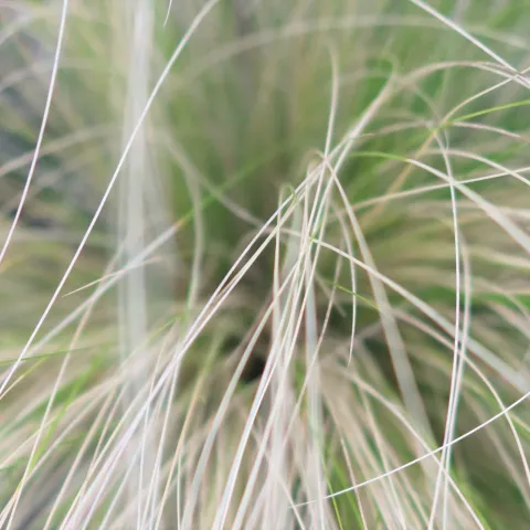 ornamental grass