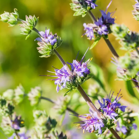 Salvia Clevelandii