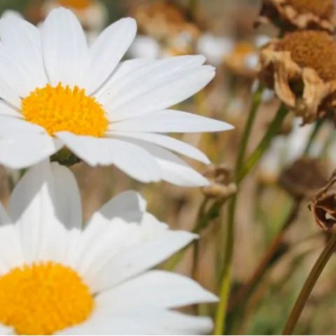Daisies w Deadheads