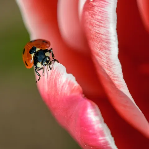ladybug