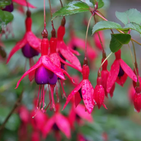 fuchsia