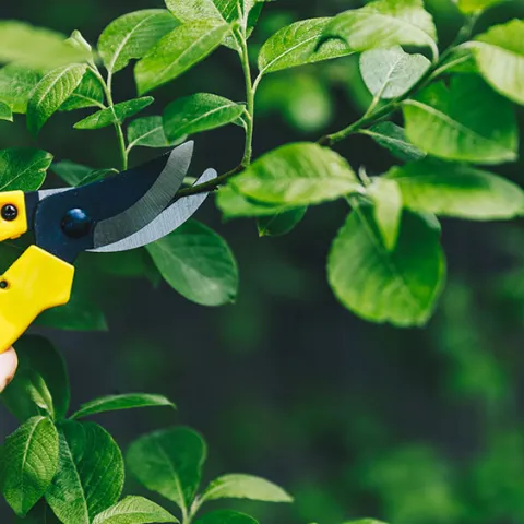 pruning shears