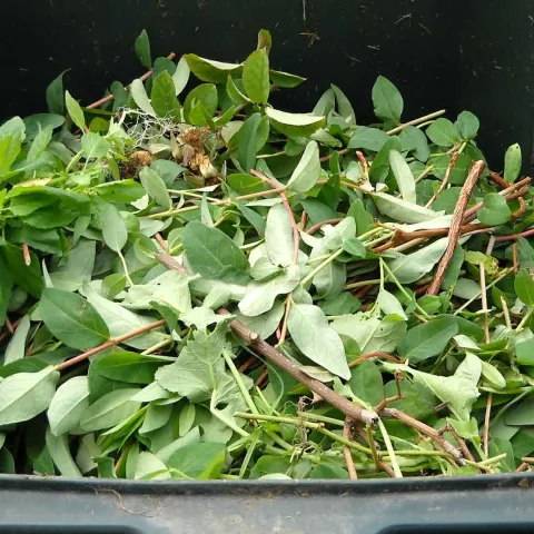 compost leaves