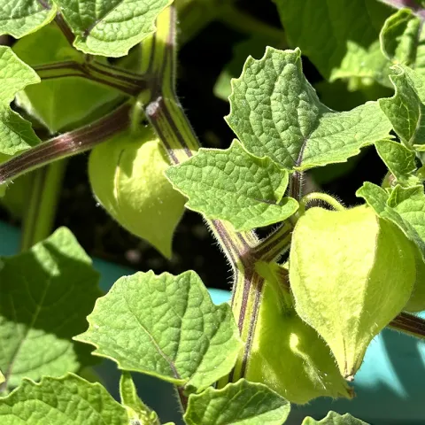 ground cherry photo Jean Christofferson