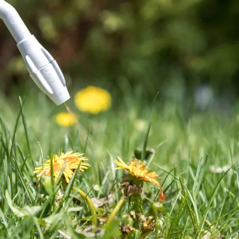 A dandelion in a grass lawn being sprayed with a chemical.