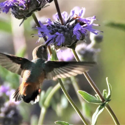 hummingbird