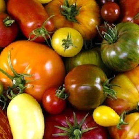 tomatoes