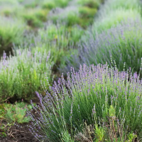lavender field